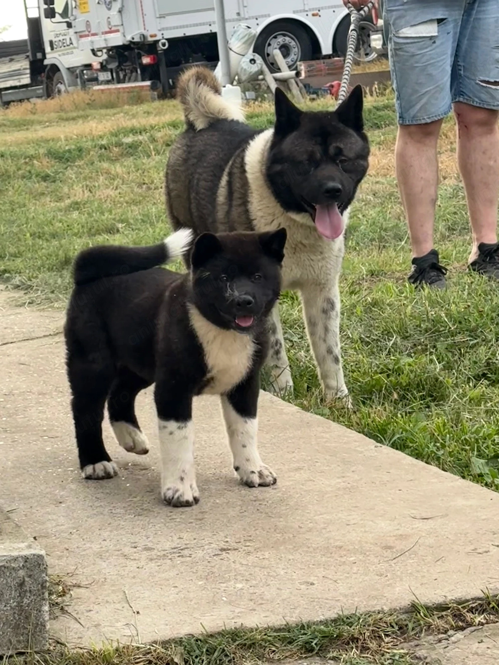 Pui femela akita american