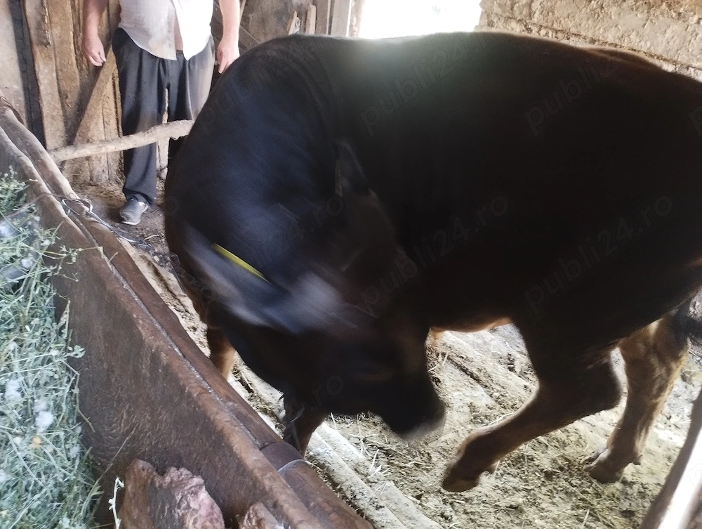 Vând vițel tânăr 