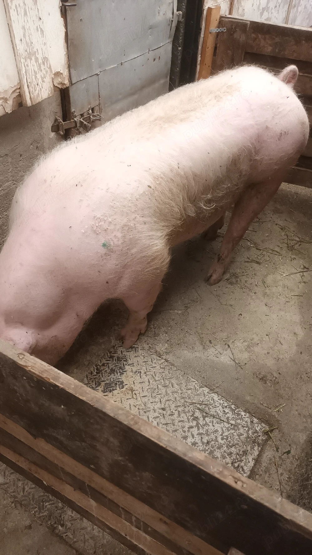 Vand porc 