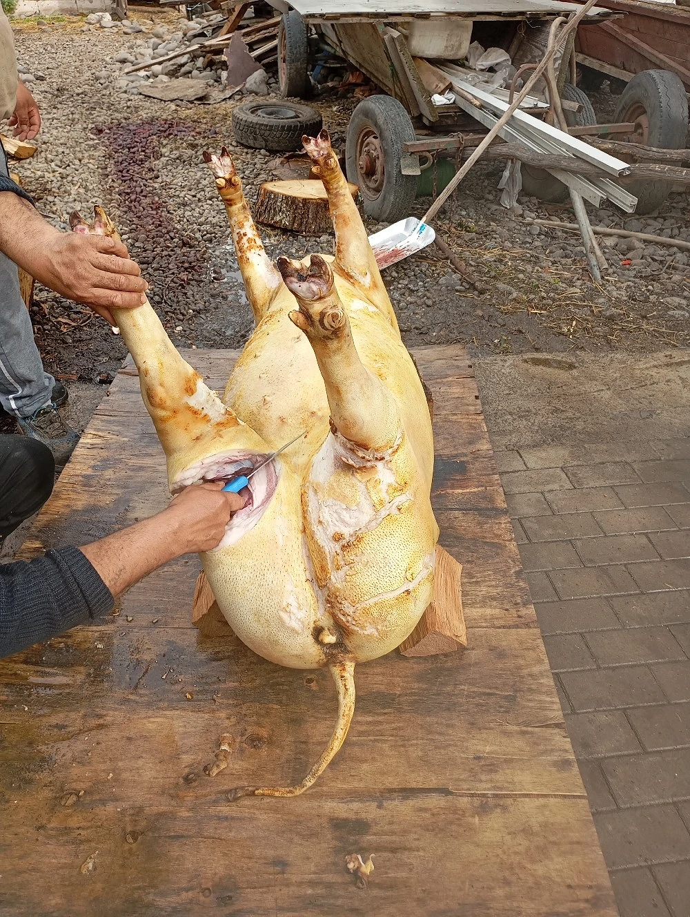 porci de vânzare 
