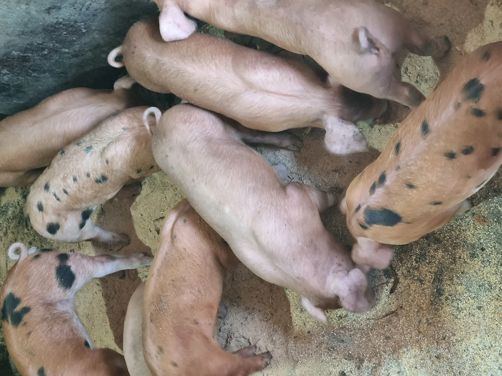 Purcei de carne,șapte săptămâni, 400buc.