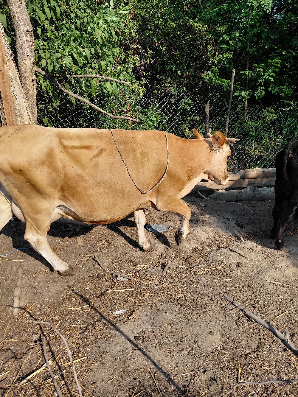 Vaca cu vitea