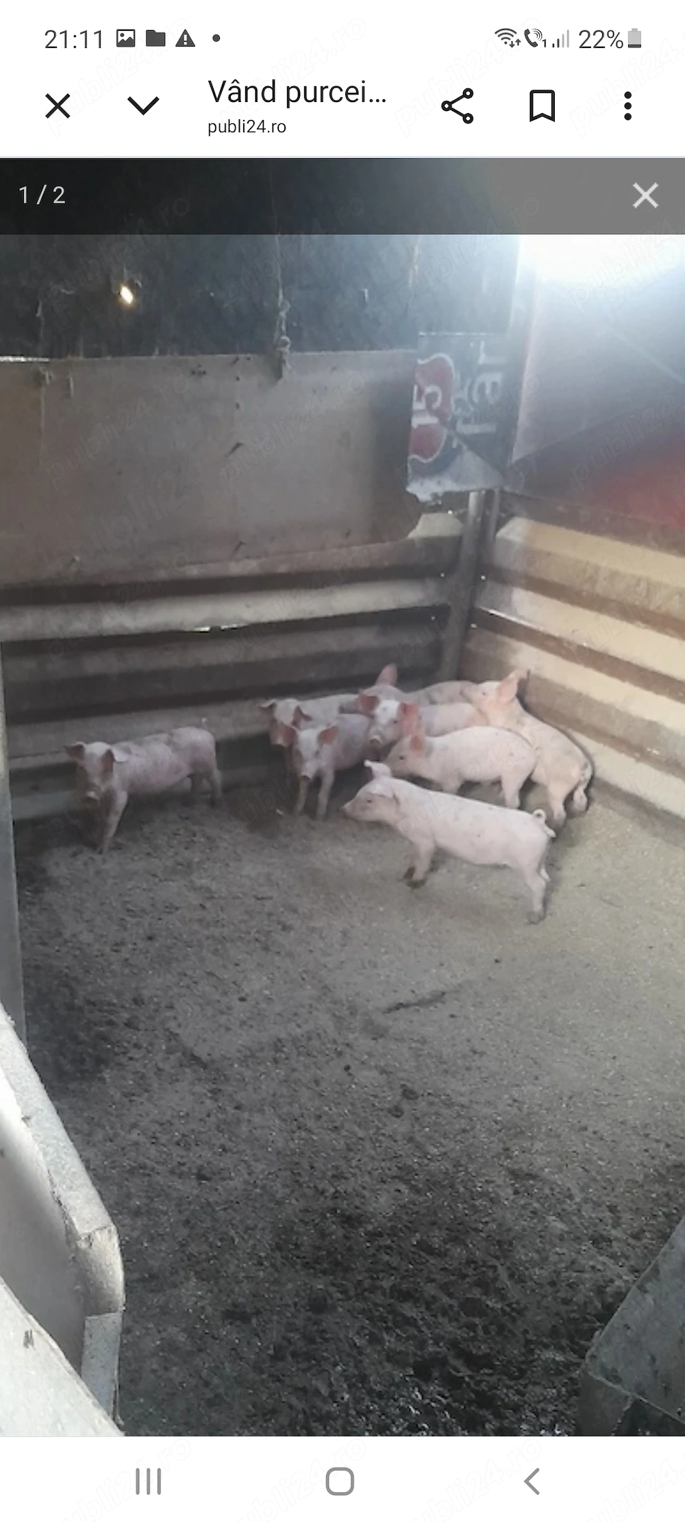 Vând purcei 205 lei bucata