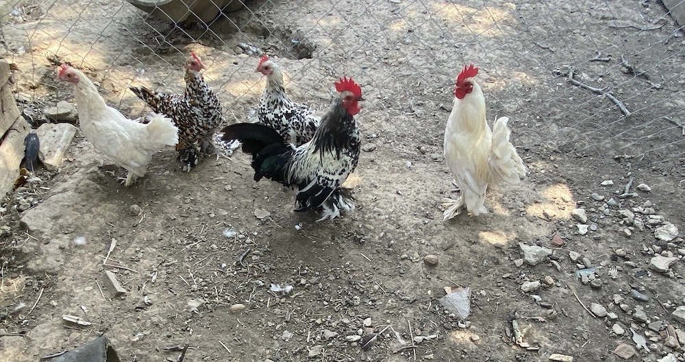 Păsări Mii de Flori