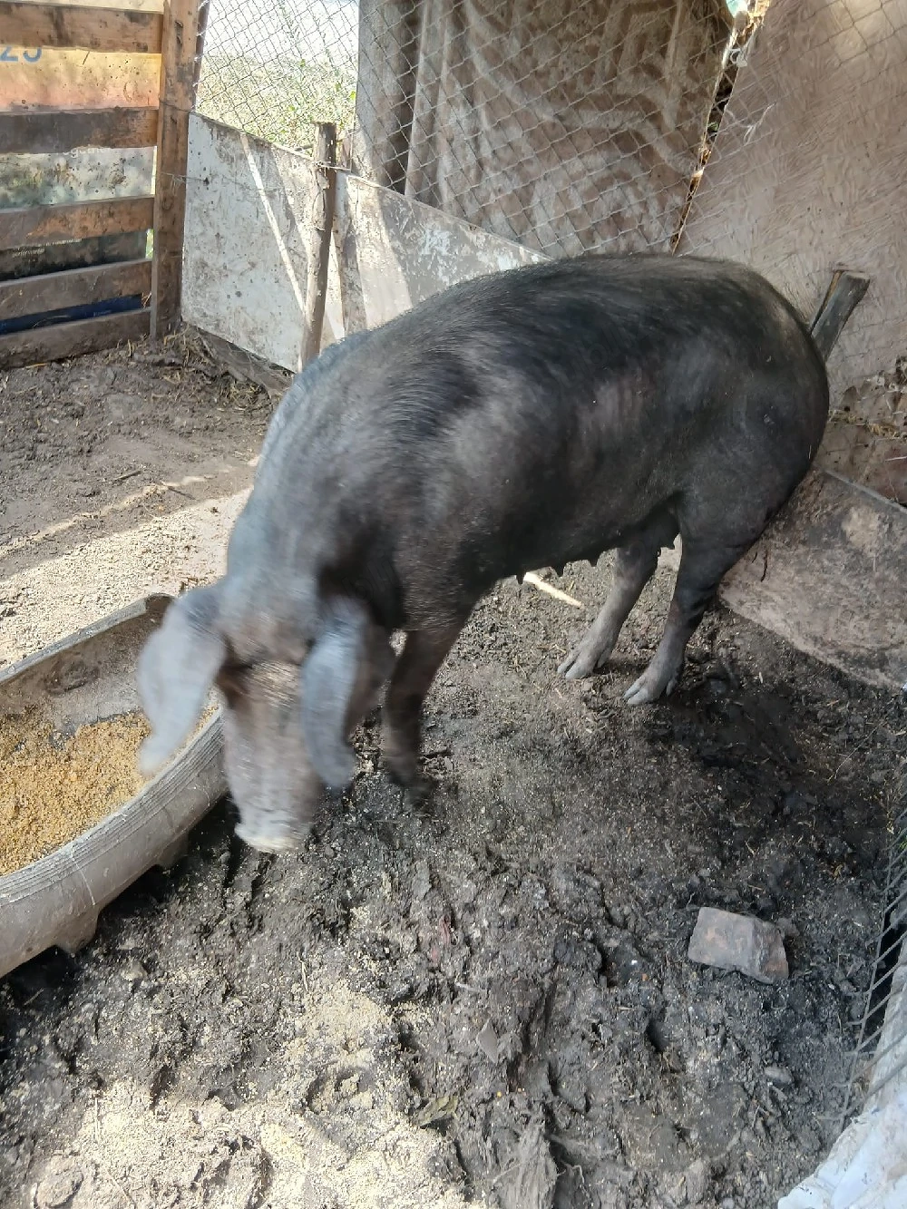 de vânzare scroafă gestanta de o luna preț 3000 lei preț fix 180 200 kg aproximativ 