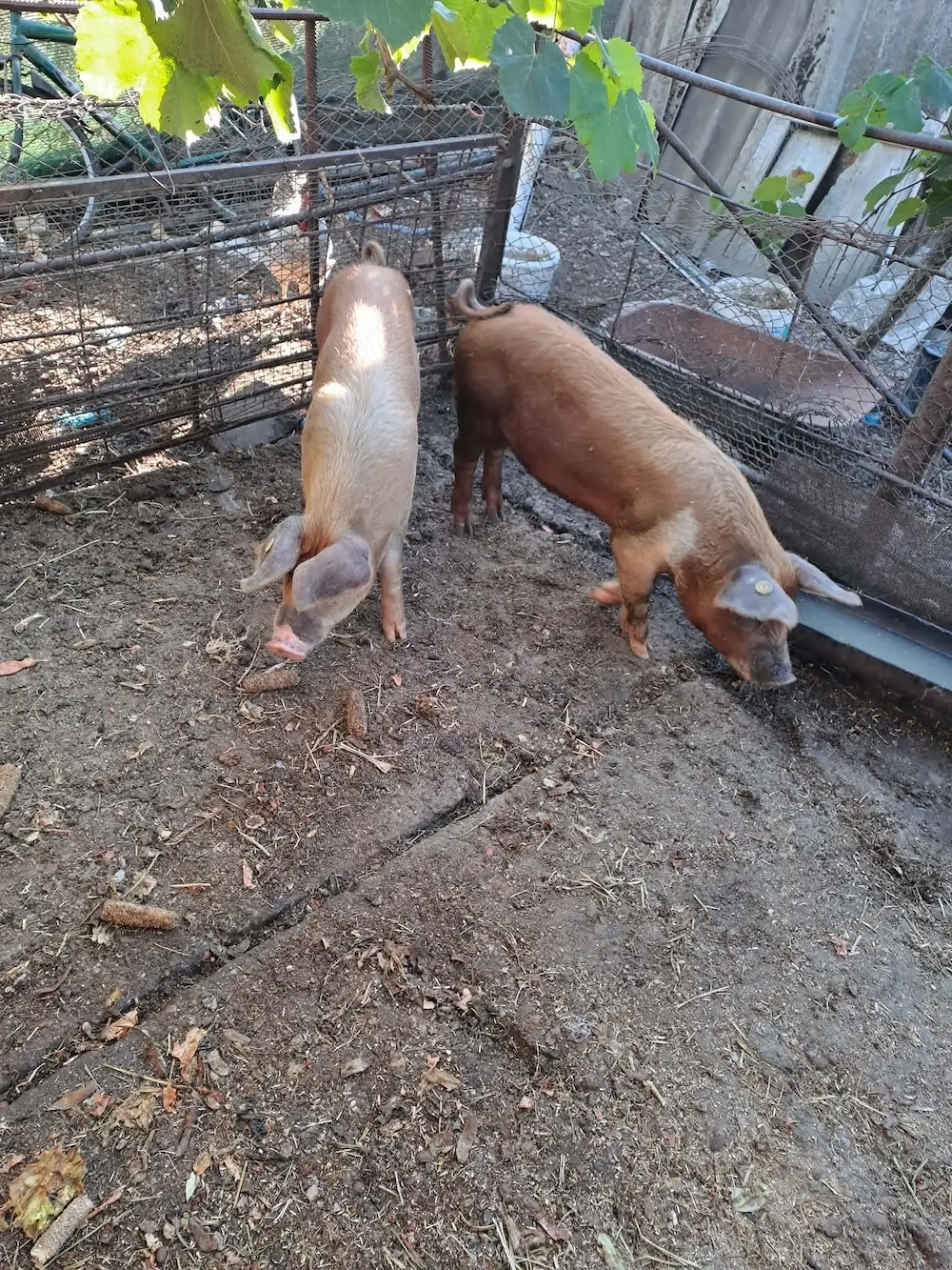 Suldei frumoși,  rasa Duroc