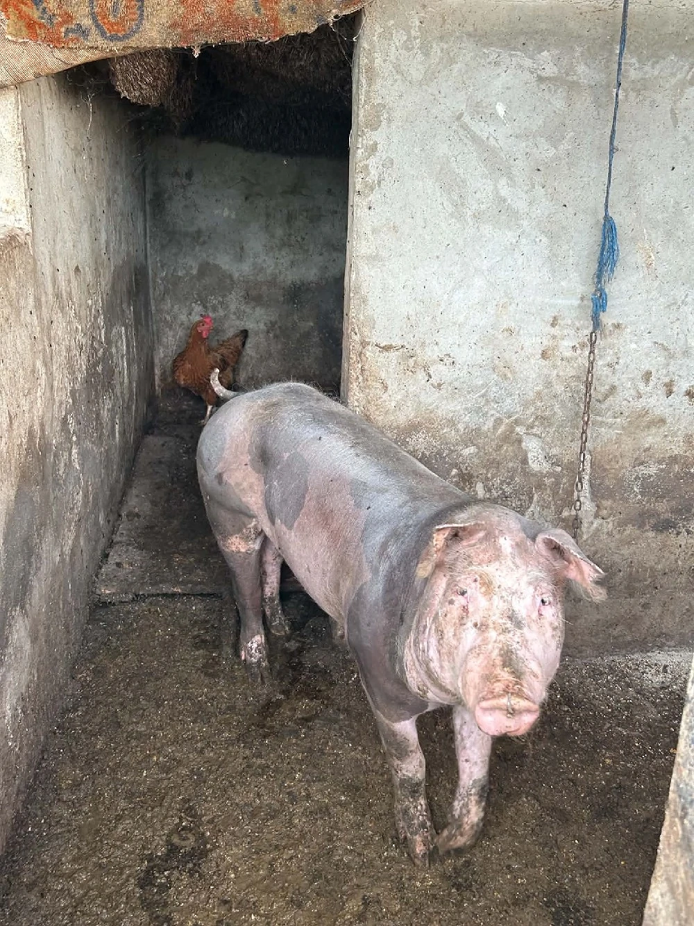 vand scrofița pietrain 