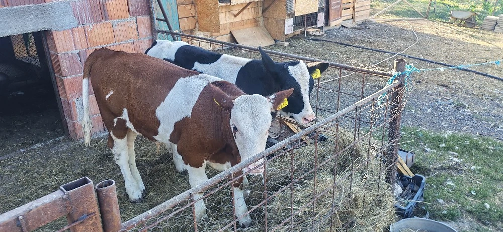 Vând 2 tăurași în vârstă de 9 săptămâni mai multe detalii la telefon 