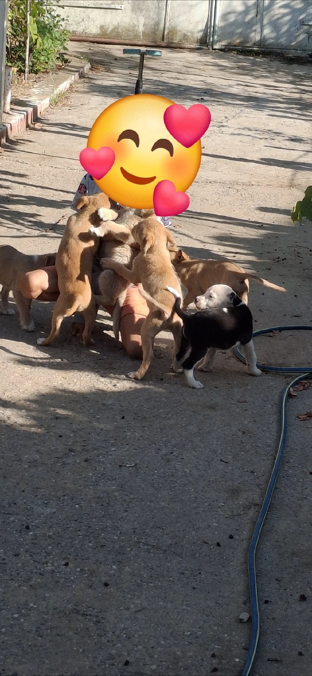 donez catelusi 
