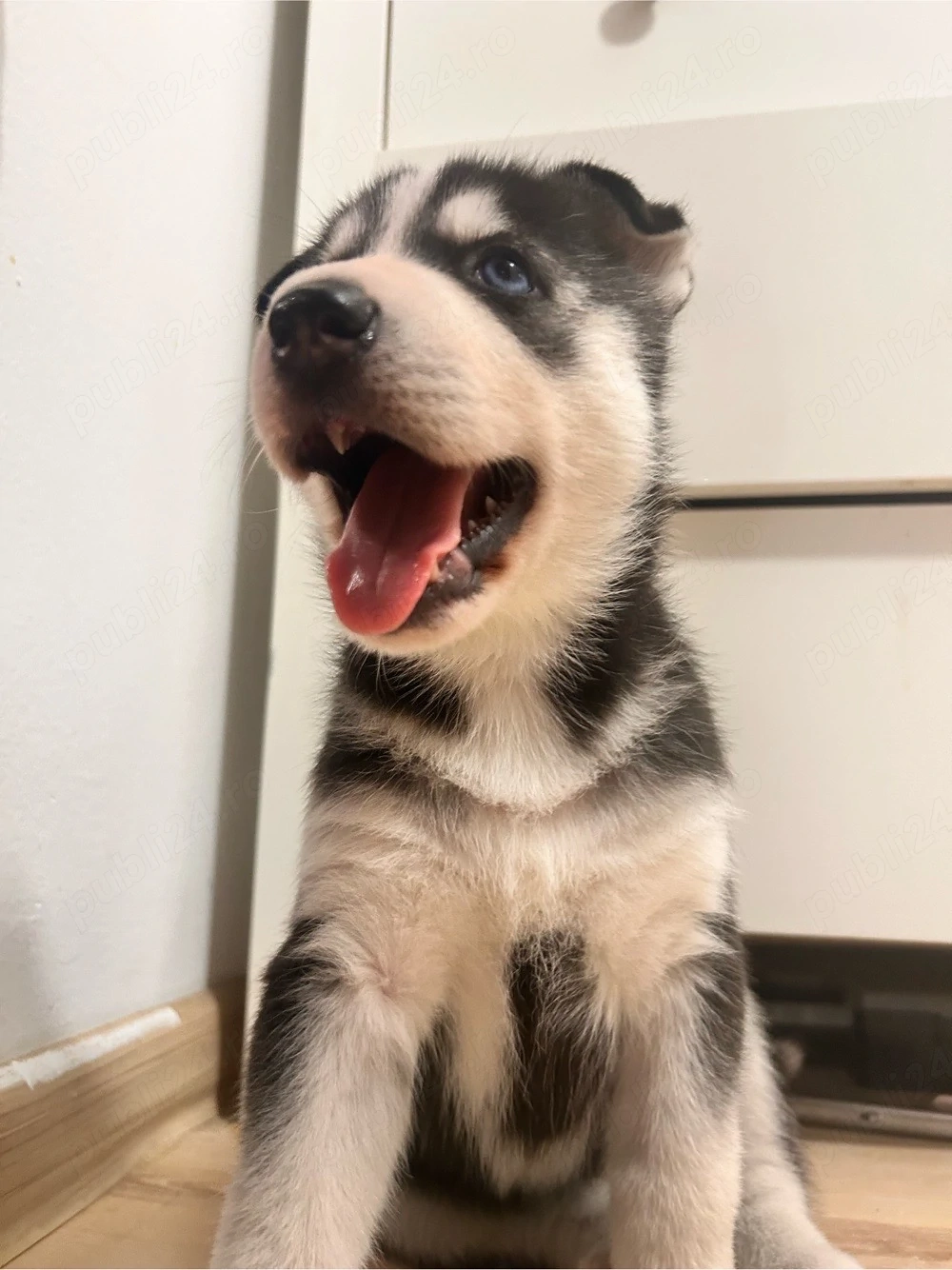 Husky       