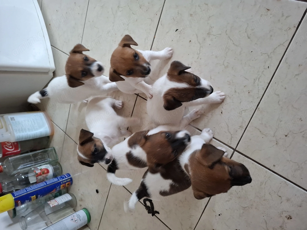 Jack Russel Terrier  pui 