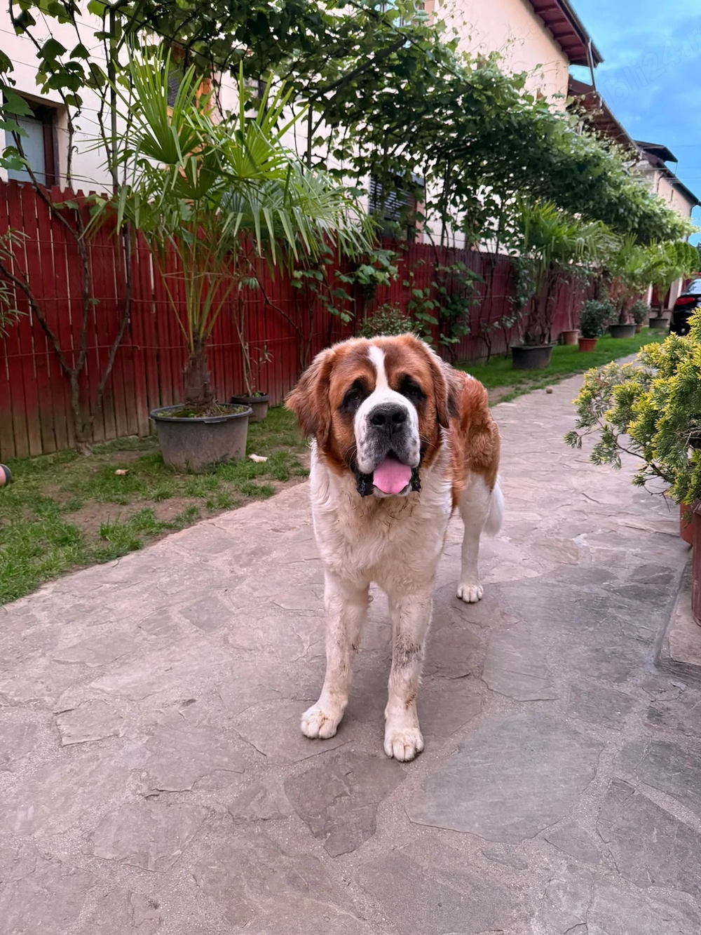 Saint Bernard caut partenera 