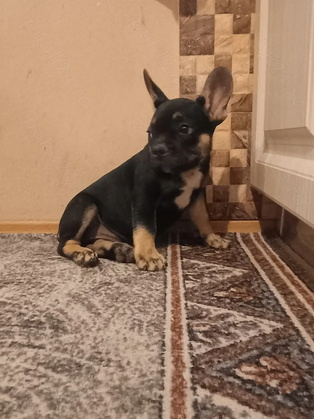 Puiuți de Bulldog francez rasă pură 