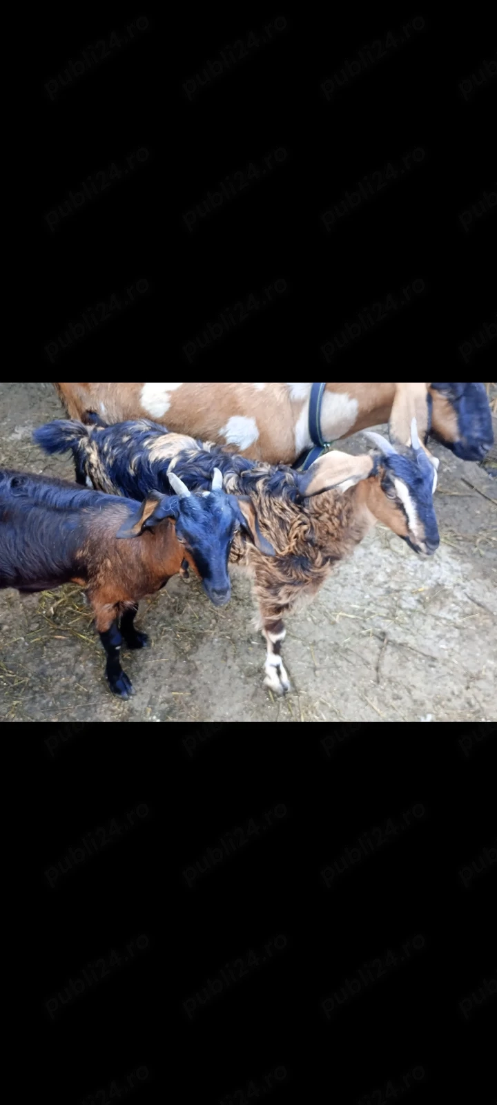 Vând două ieduțe,din mamă anglo nubiană , 3  luni superbe , 370  lei