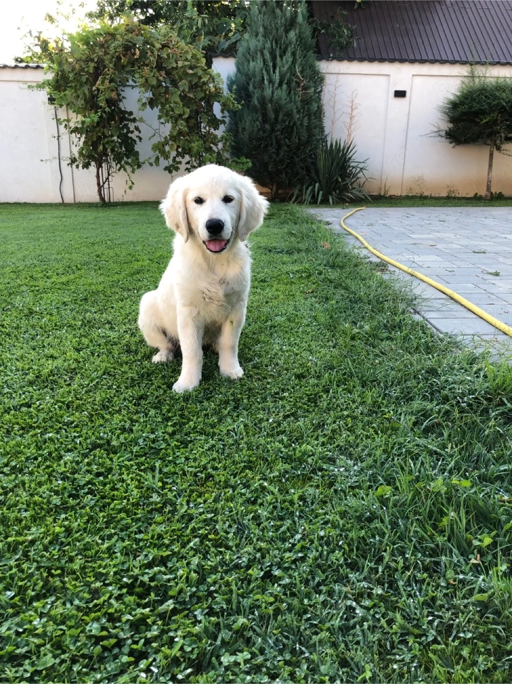 Pui Golden Retriver