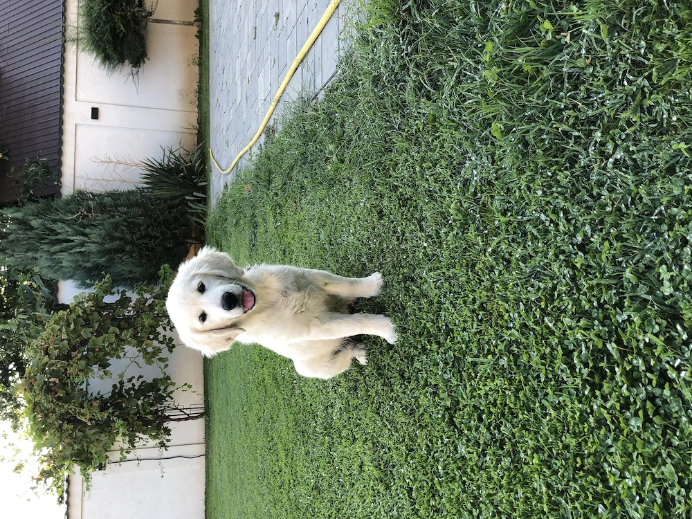 Pui Golden Retriver
