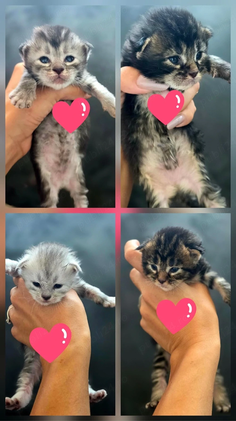    Pui Maine Coon își caută familii iubitoare   