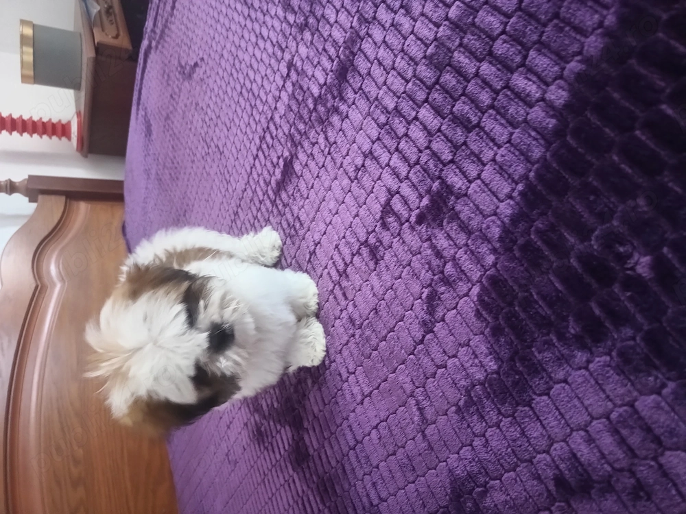 Bichon , fetiță 