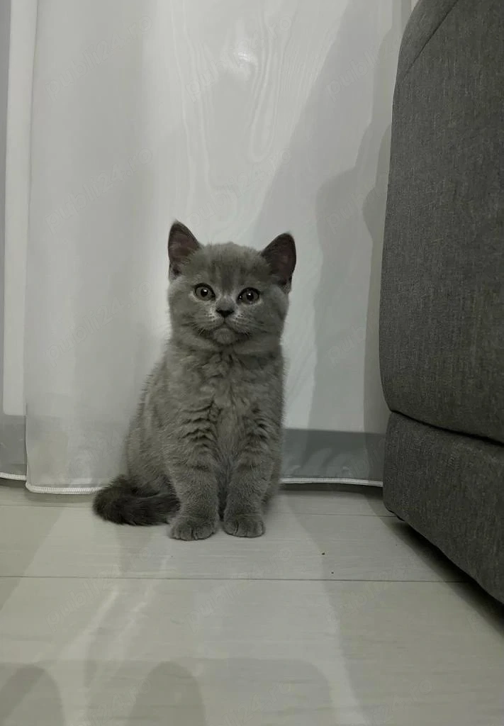 Pui British Shorthair Blue