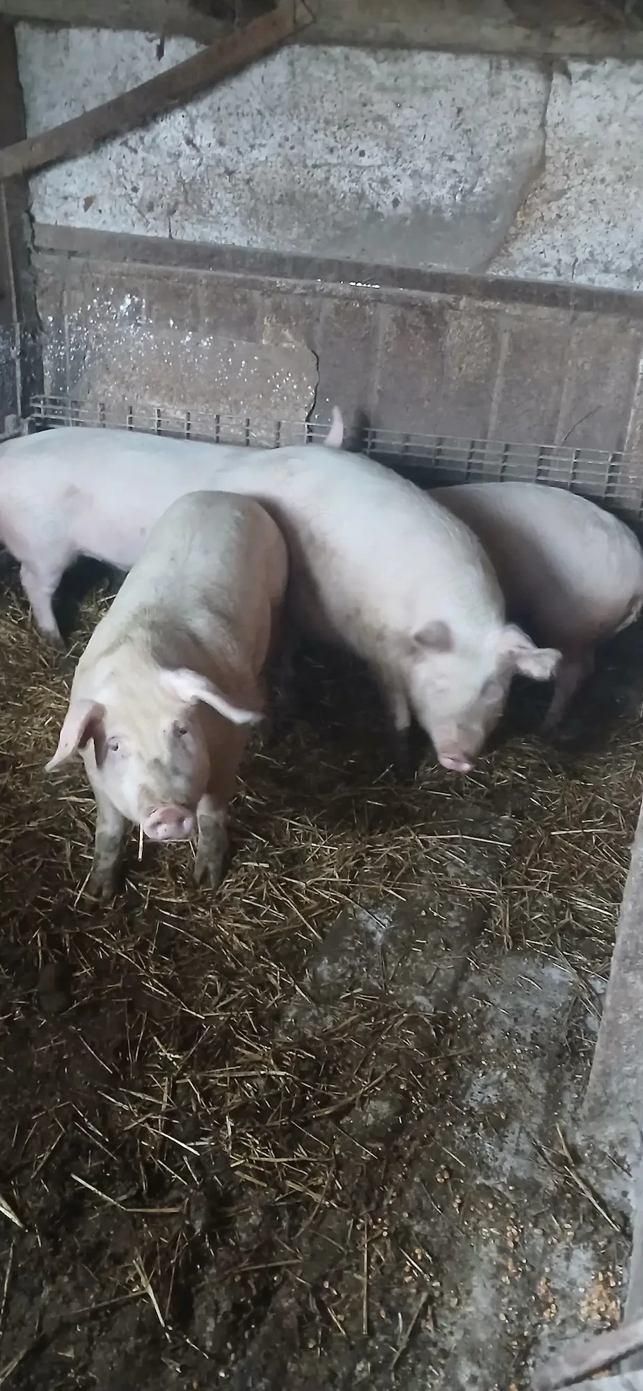 vând  porci  120 130 kg rasa buna