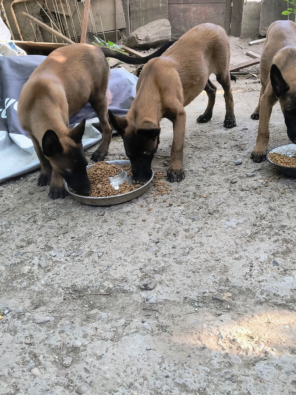 Căței ciobănesc belgian malinois 