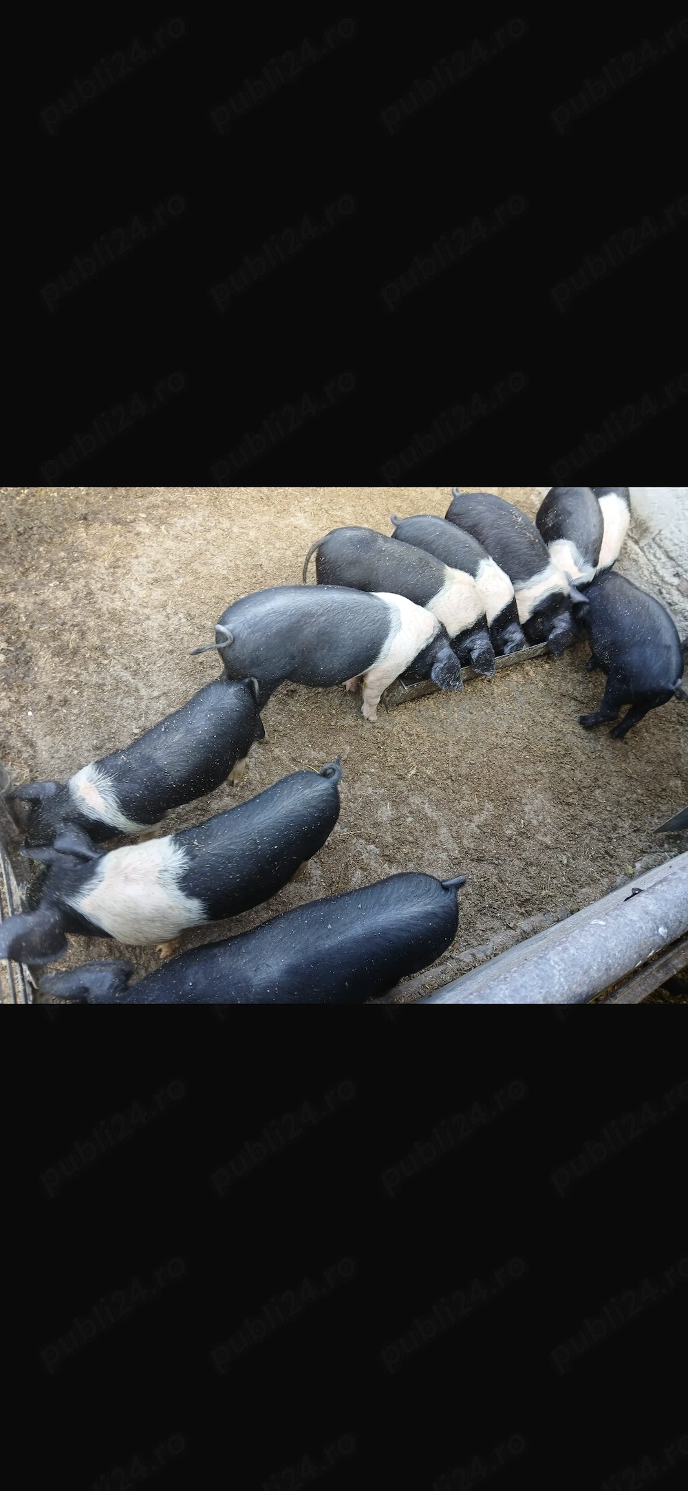 Animăluțe își caută stăpân