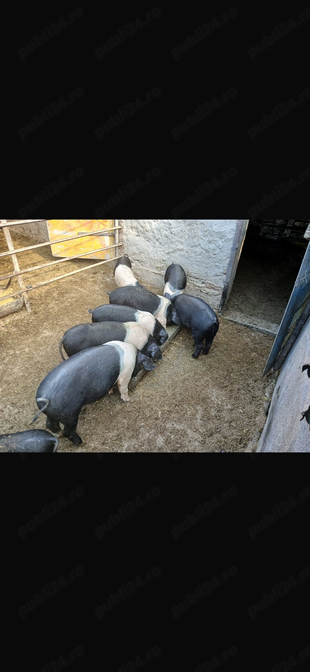 Animăluțe își caută stăpân