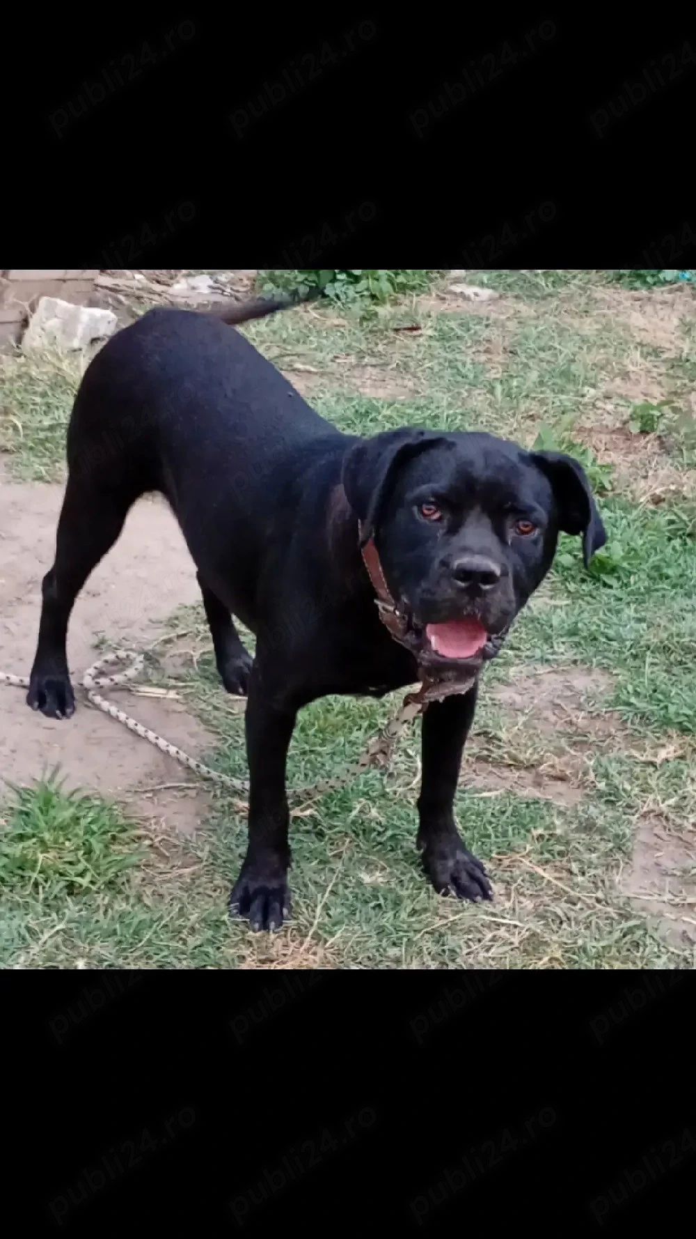 cane corso