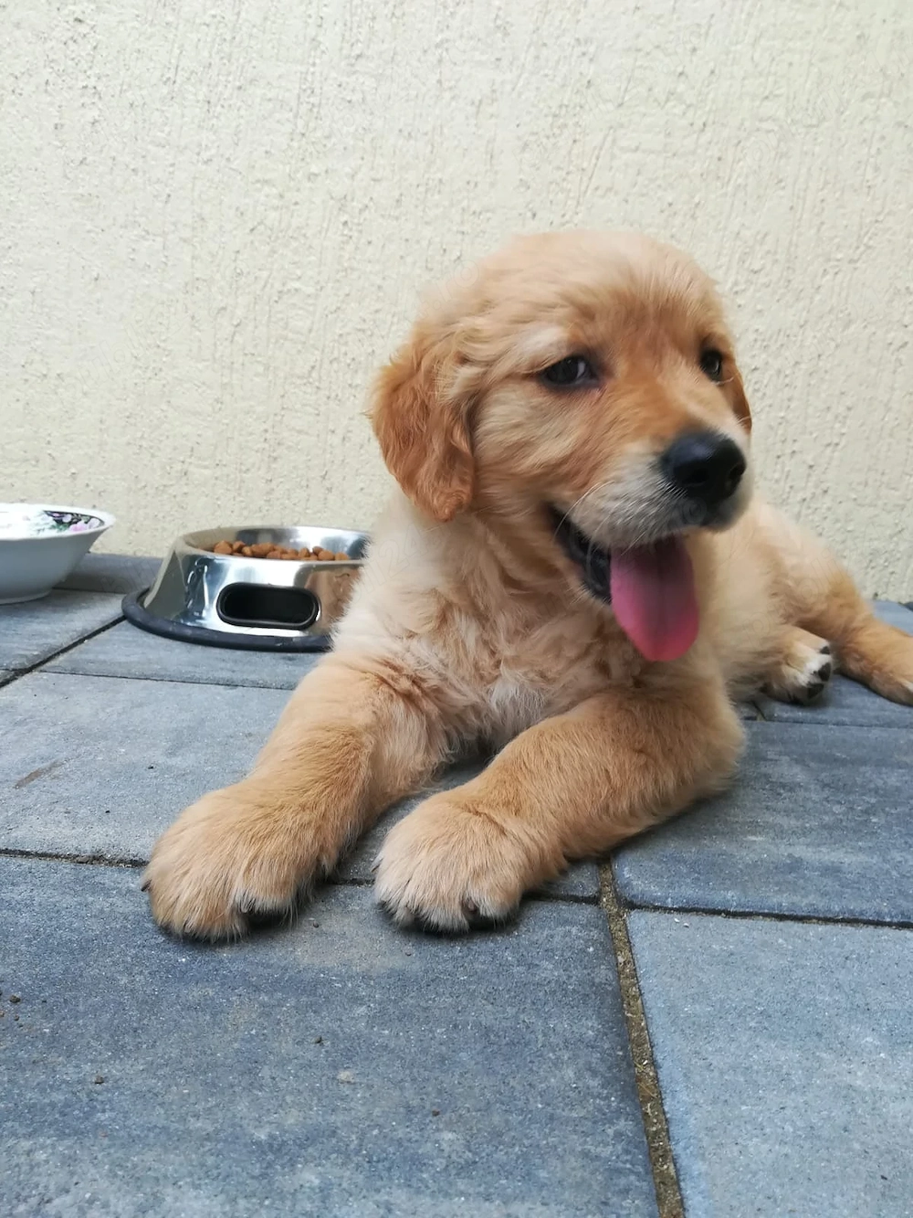 puiut golden retriever 