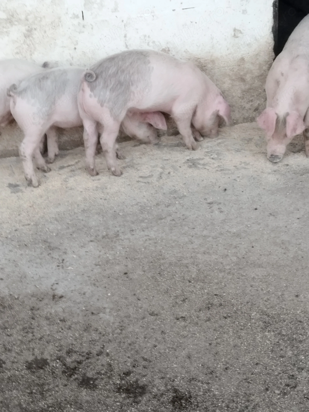 Purcei Landrace cu Duroc