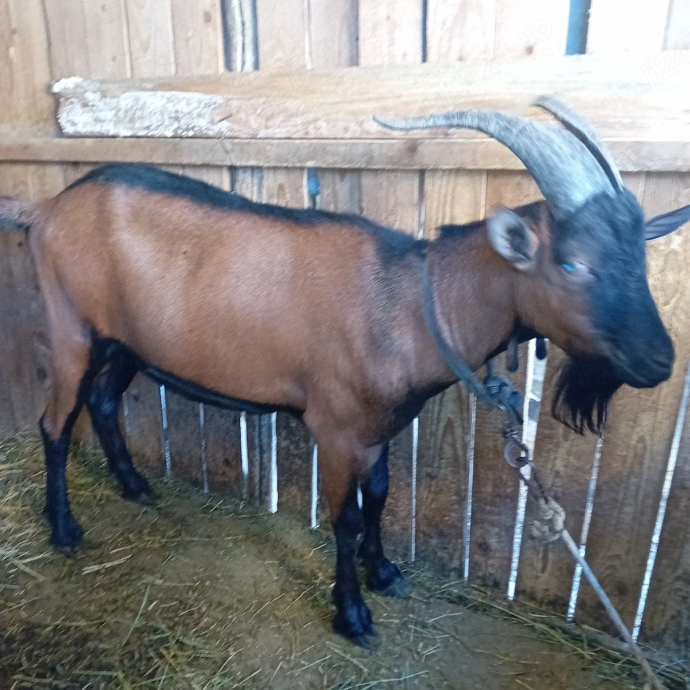 vind Țap rasă pură alpin francez 