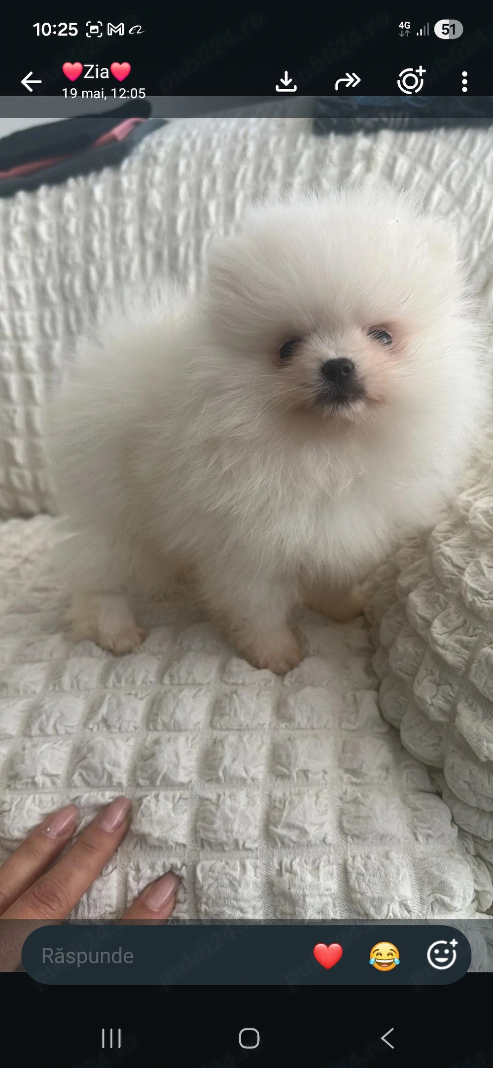 Pomeranian băiețel disponibil 