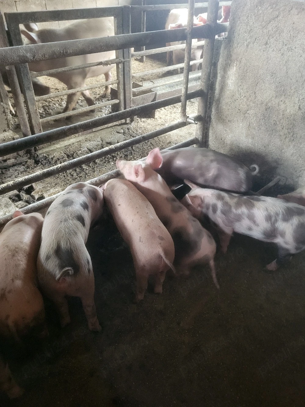 vând purceii 8 bucăți la 2950 lei 
