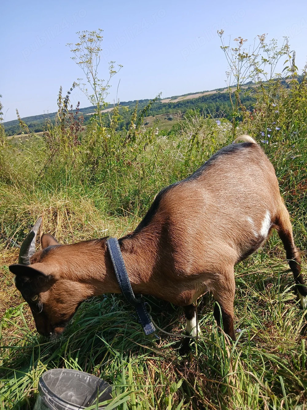 Vând ieduță alpin francez de 5 luni!
