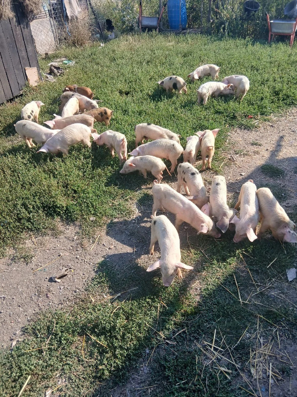 de vânzare urgent 24 de bucăți vaccinați castrați mânca orice bobe faina etc preț 3000 lei toți 24 