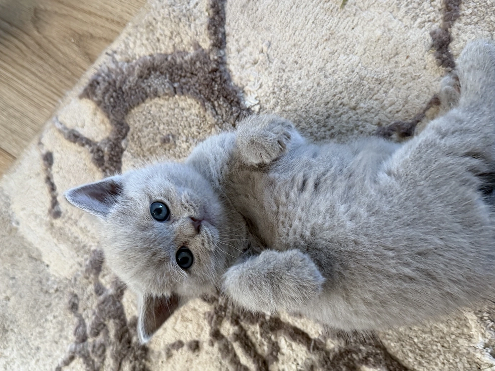 Puiuți British Shorthair 