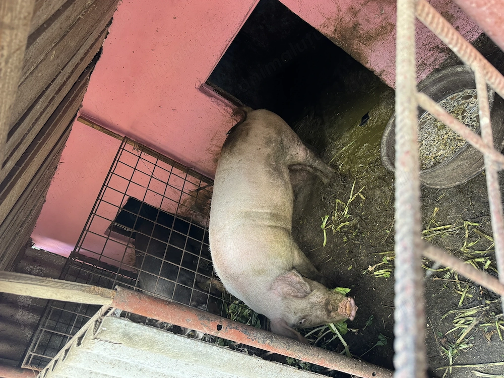 Vând 2 porci rasă duroc 120-130kg 