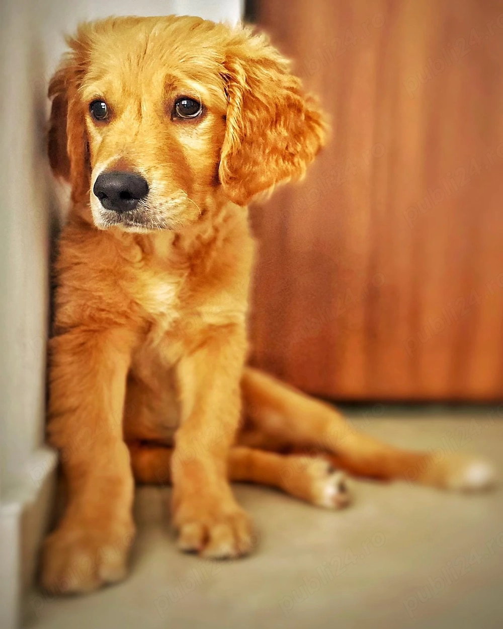băiet golden retriever 