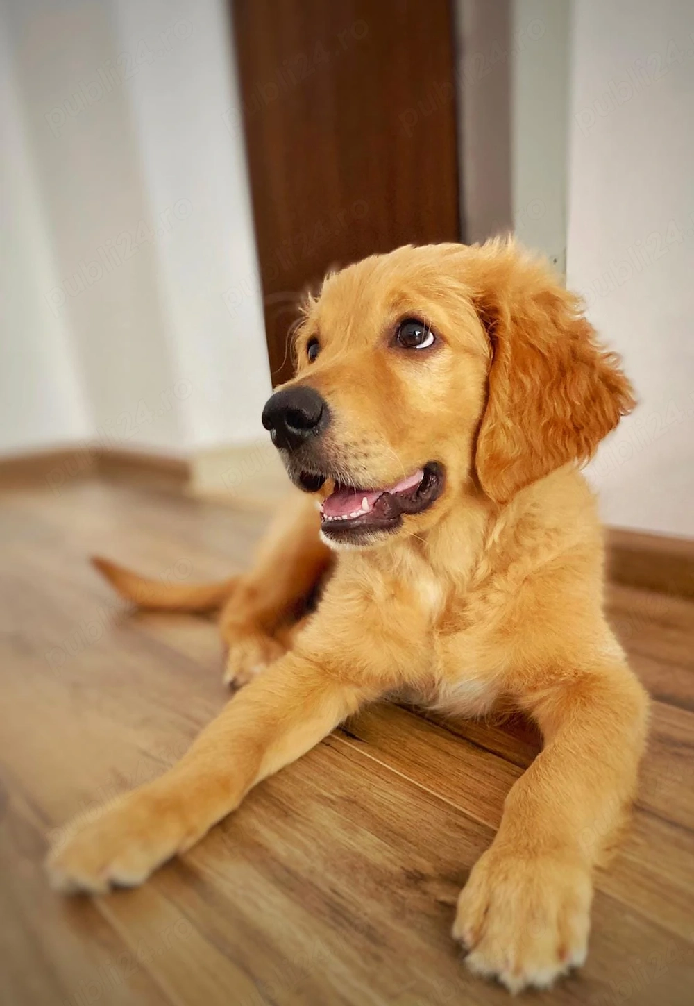 femeluta din rasa golden retriever 