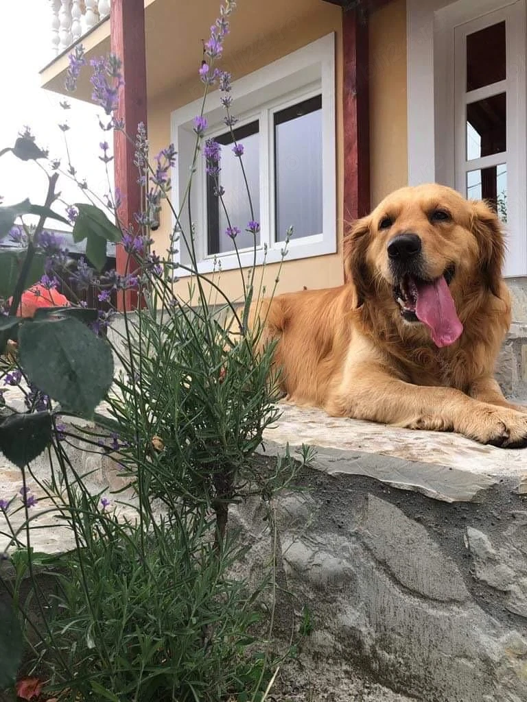 avem spre vanzare golden retriever 