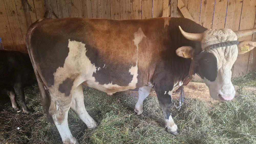 taur de 1 an si 7 luni