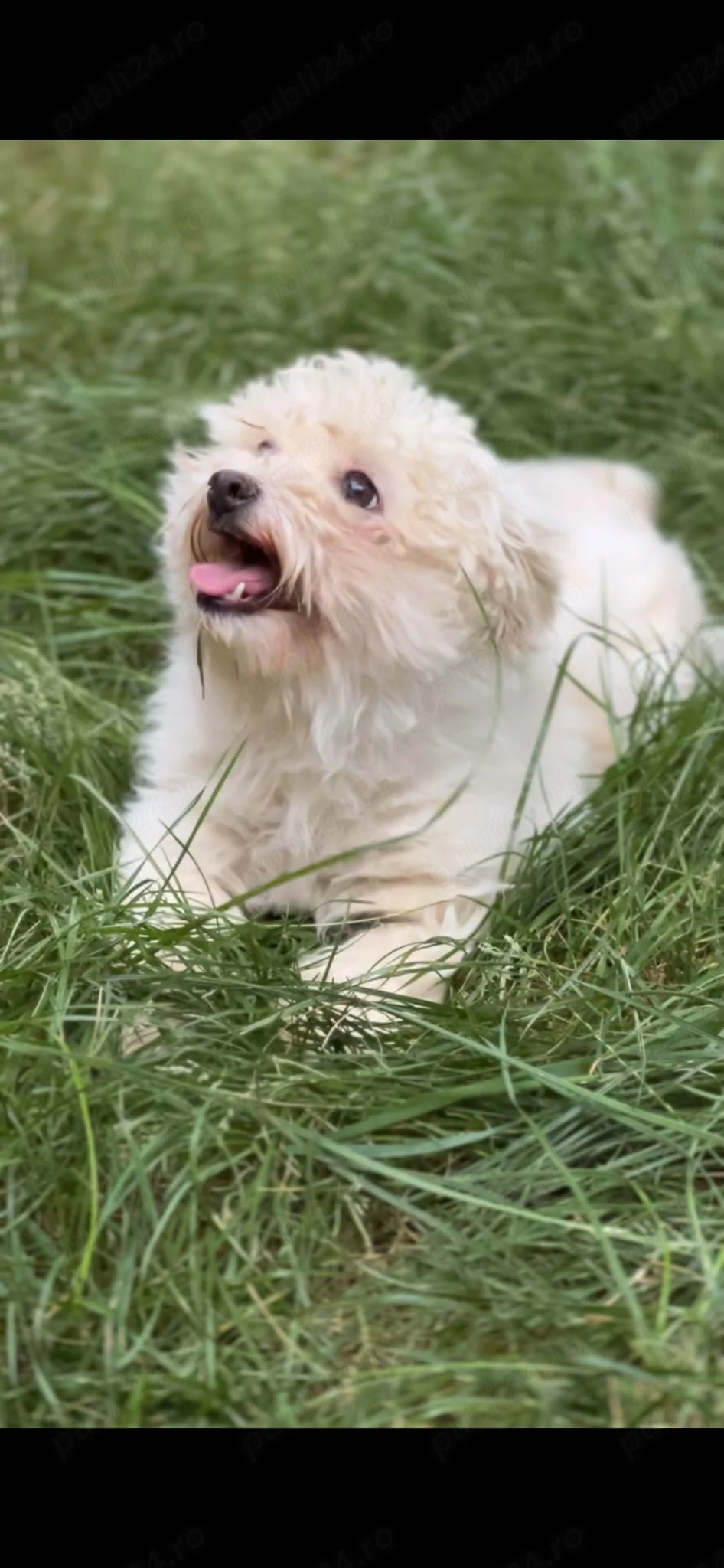 Catelusa bichon maltez toy 2 ani