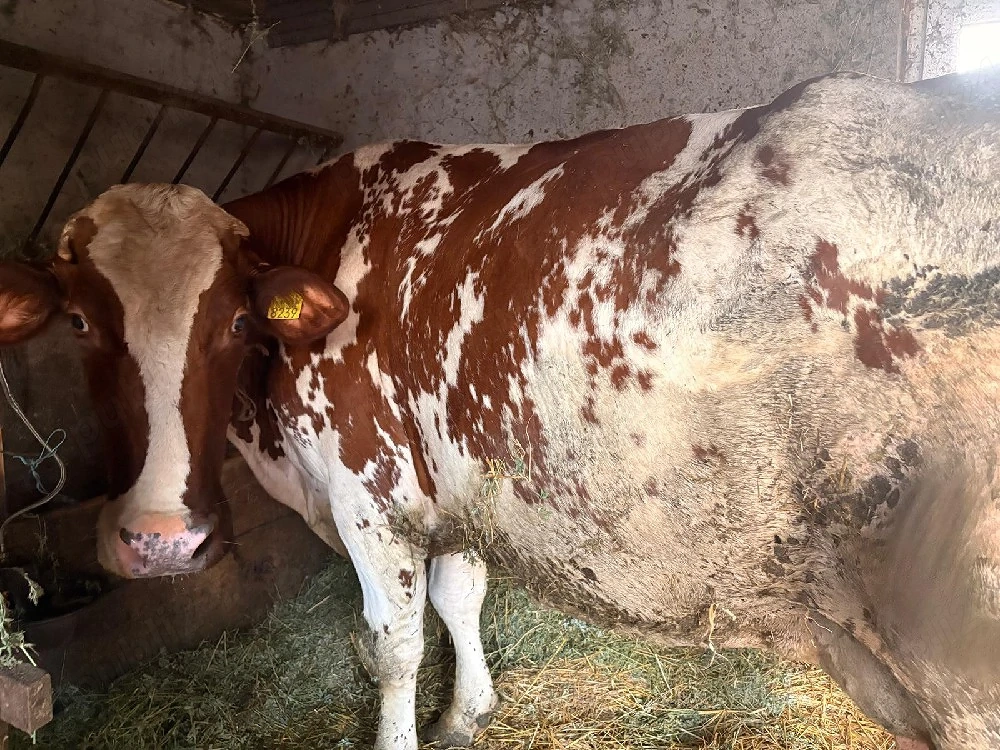 vaca pentru taiat ținut 