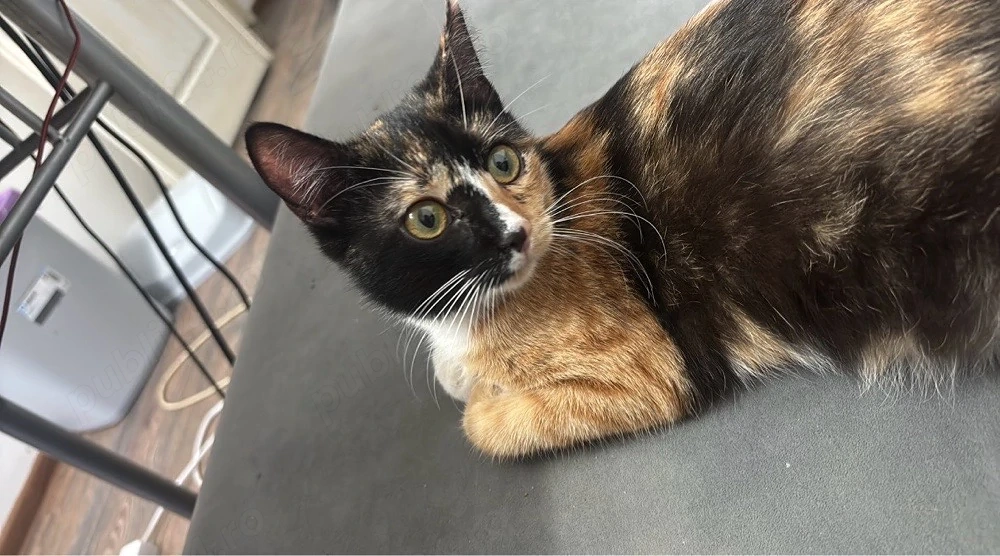 Adoptie pisici