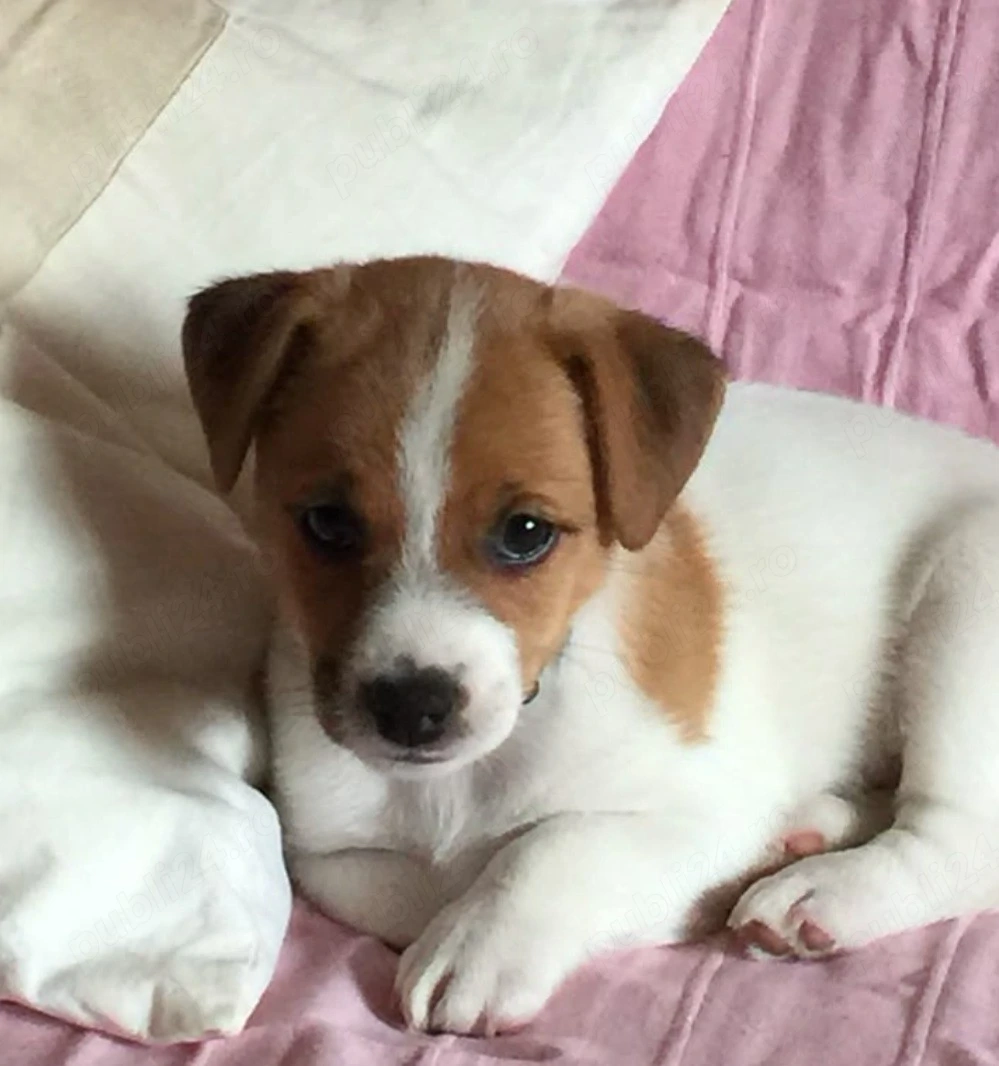 Jack Russel 