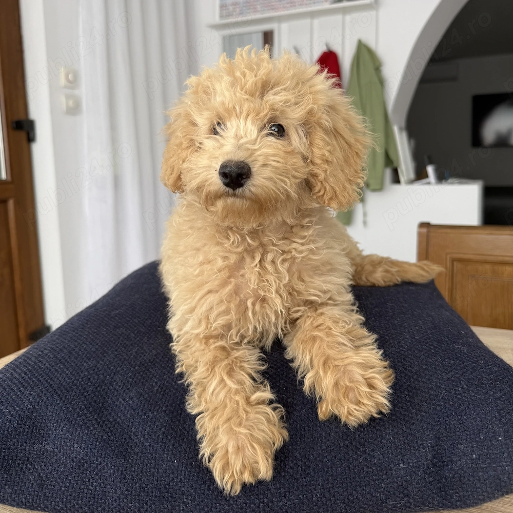 Caniche Pudel Poodle Crem Apricot 