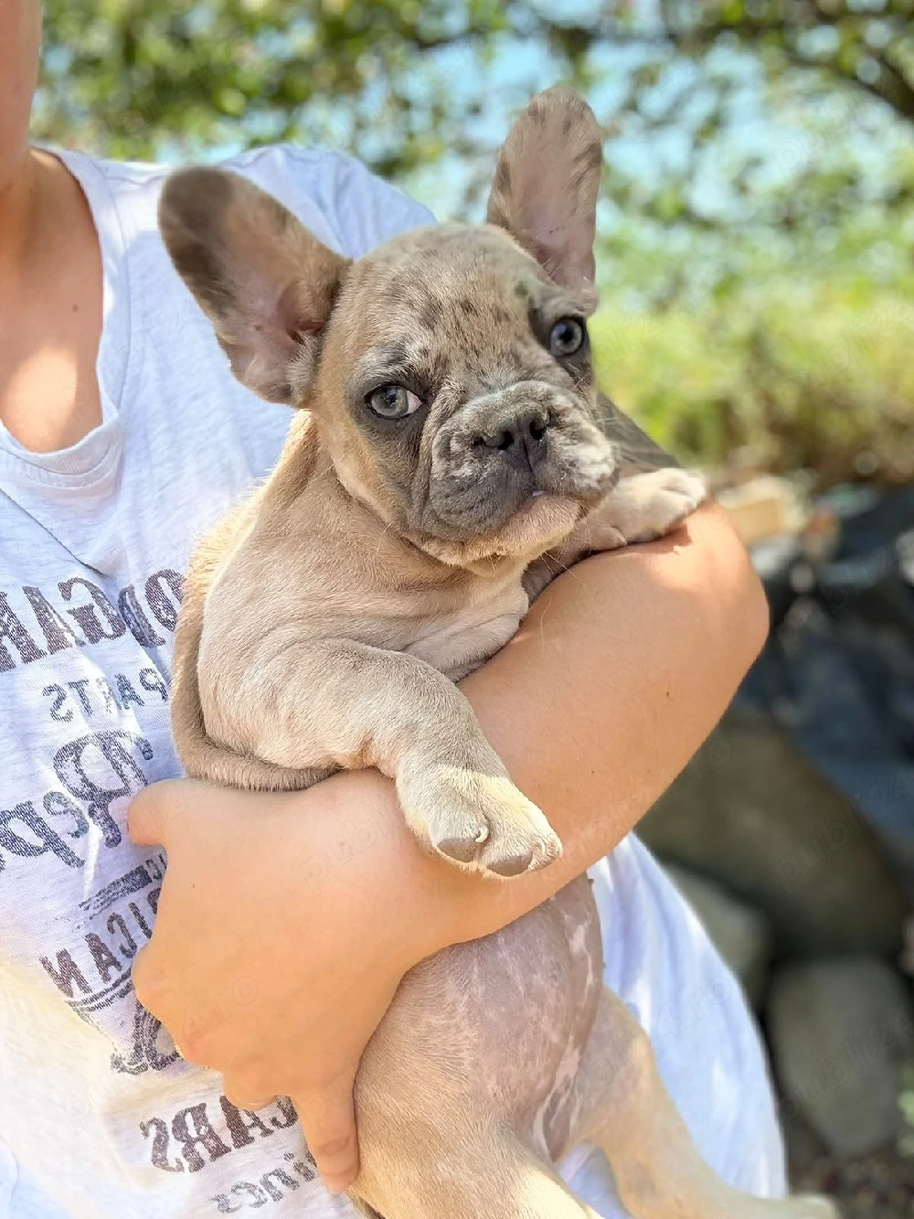 Bulldog francez merle crem - ochii albaștrii