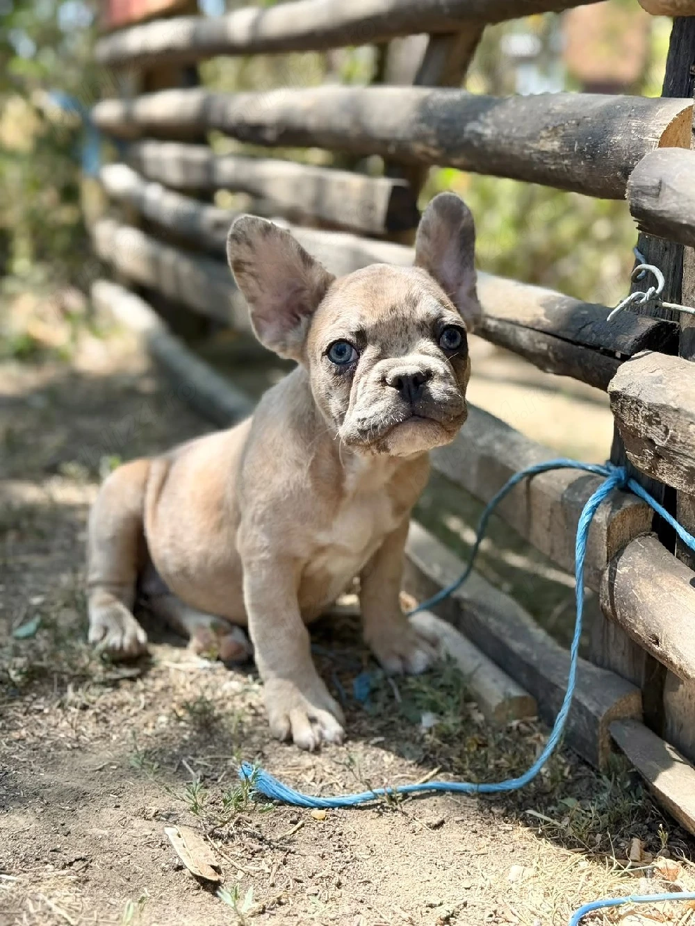 Bulldog francez crem merle - ochii albaștrii