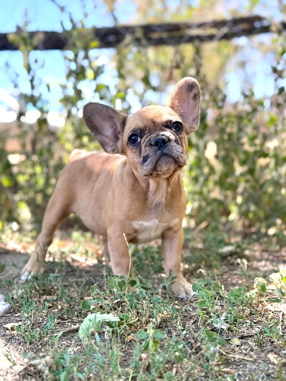 Bulldog francez crem merle - ochii albaștrii
