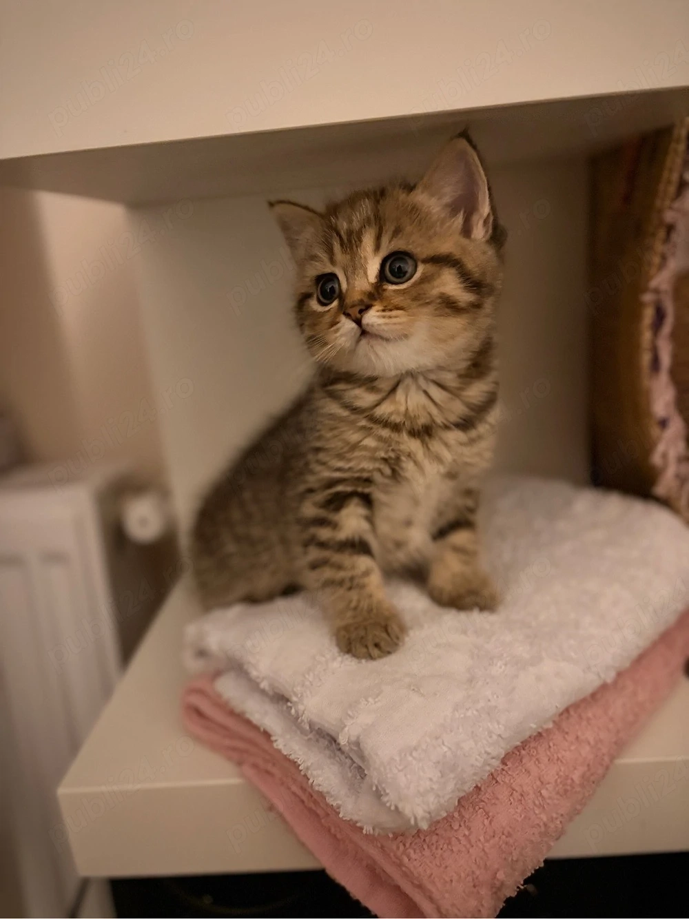 British Shorthair Golden Tabby